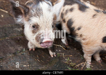 Une portée de porcelets Kune Kune de Nouvelle-Zélande Banque D'Images