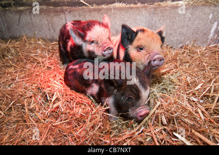 Une portée de porcelets Kune Kune de Nouvelle-Zélande Banque D'Images