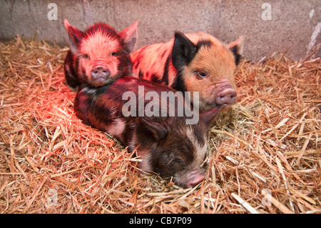 Une portée de porcelets Kune Kune de Nouvelle-Zélande Banque D'Images