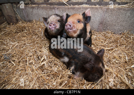 Une portée de porcelets Kune Kune de Nouvelle-Zélande Banque D'Images