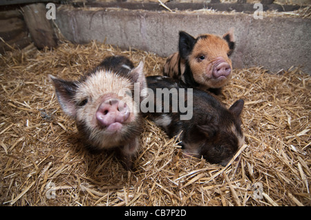 Une portée de porcelets Kune Kune de Nouvelle-Zélande Banque D'Images