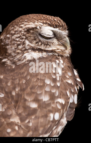 Chouette chevêche - Athene noctua Banque D'Images