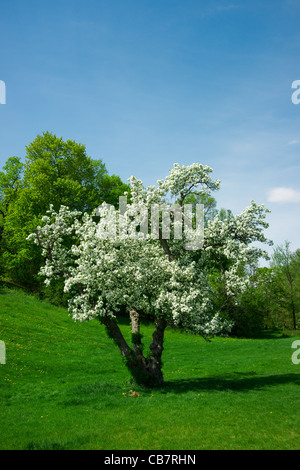 Un jeune cerisier couvert de fleurs blanches épaisses au printemps dans les jardins de l'arboretum à Ottawa (Ontario) Canada. Banque D'Images