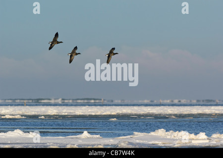 La Bernache cravant (Branta bernicla), 3 vol. Banque D'Images