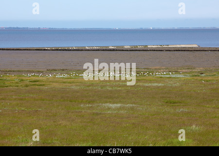 La mer des Wadden de l'Allemagne du Nord et la réserve naturelle près de Neuharlingersiel Banque D'Images