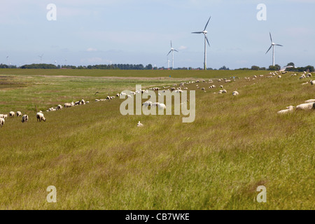 Beaucoup de moutons sur une digue le long de la côte de la mer du Nord allemande près de Neuharlingersiel Banque D'Images