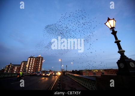 Troupeau d'étourneaux volant en murmuration lampe plus sur albert bridge belfast irlande du nord uk Banque D'Images