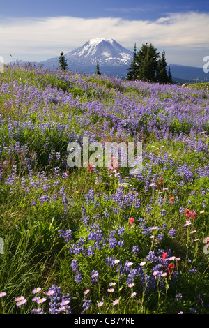 Mont Adams vu de prés couverts de fleurs sauvages de Snowgrass plat le long du Pacific Crest Trail dans les roches de la chèvre sauvage. Banque D'Images