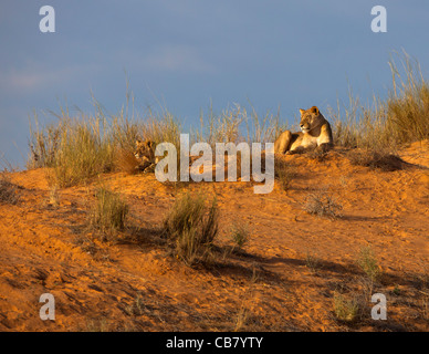 lionne sur dune Banque D'Images