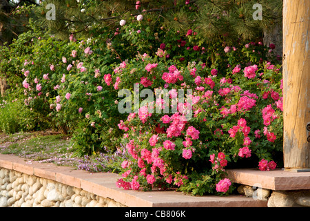 Rosa 'William Baffin' Banque D'Images