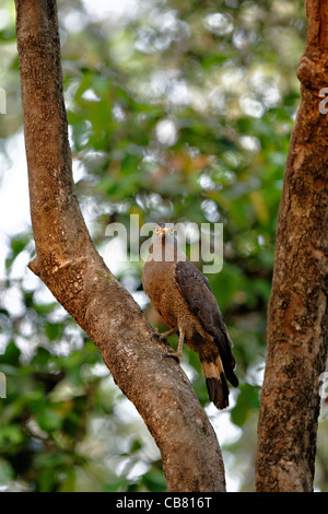 Serpent Crested Eagle à Jim Corbet, Parc National de l'Inde. Banque D'Images