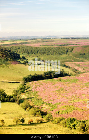 Plus au sud de Horcum trou couvert de bruyère terre agricole dans North York Moors National Park, Angleterre. La lumière du matin d'été Banque D'Images