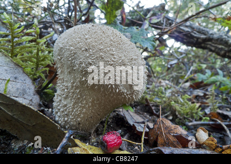 Champignons, Lycoperdon perlatum Banque D'Images