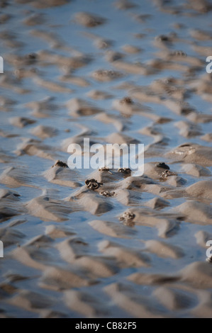 Lugworm cast sur plage humide Banque D'Images