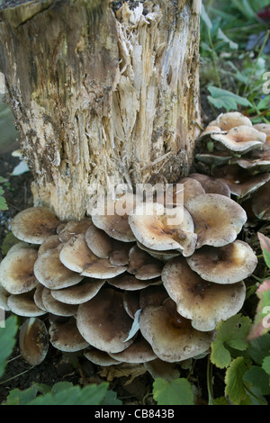 Champignons poussant sur souche d'arbre Banque D'Images