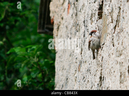Moineau domestique, oiseau (CTK Photo/Marketa Hofmanova) Banque D'Images