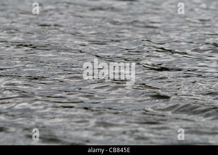 Au niveau de l'eau (CTK Photo/Marketa Hofmanova) Banque D'Images