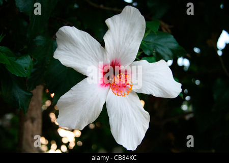 Île, Corfou (Kerkyra), l'Hibiscus (L.), fleurs, plantes (CTK Photo/Marketa Hofmanova) Banque D'Images