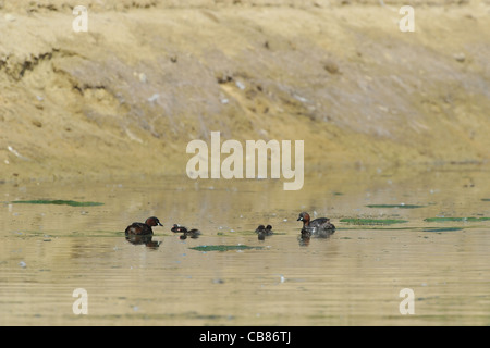 - Grèbe castagneux (Tachybaptus ruficollis Dabchick - Podiceps ruficollis - Tachybaptus fluviatilis) Paire de poussins d'alimentation Banque D'Images