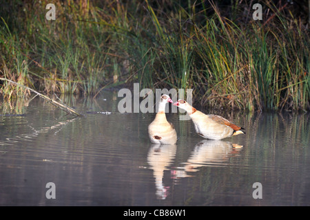 Egyptian goose - néant goose (Alopochen aegyptiacus Alopochen aegyptiaca) - paire d'espèces envahissantes dans les eaux peu profondes permanent Banque D'Images