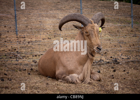 Une variété d'animaux de zoo marche loin librement à un parc safari, certains sont nourris par les visiteurs de leurs voitures. Banque D'Images
