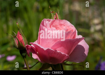 Un rose pâle rose commence à s'ouvrir dans le soleil d'été Banque D'Images