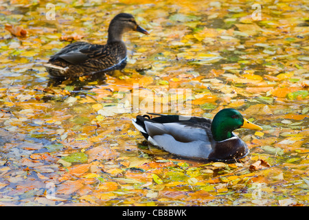 Couple de Canards colverts et canards sauvages en automne jaune feuilles tombées entre natation Banque D'Images