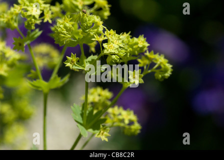 De minuscules fleurs vert pâle étoilé ouvert sur un Alchemilla mollis alchémille ou Banque D'Images