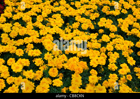 Fleurs Oeillet jaune Banque D'Images