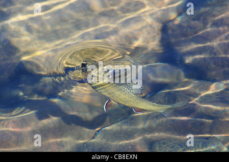 Un omble de fontaine (Salvelinus fontinalis) se lève pour un insecte dans un lac de haute montagne Banque D'Images