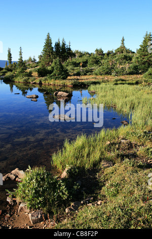 Le bord d'un petit lac de montagne avec des pins et des réflexions Banque D'Images