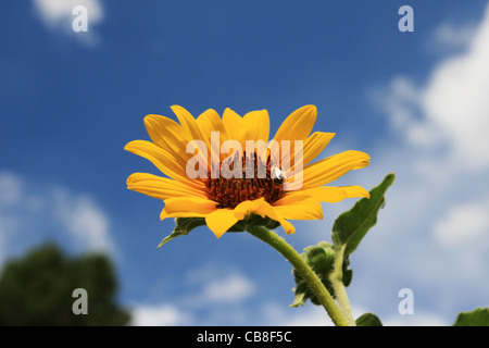 Le tournesol sauvage avec une abeille sur-le contre un peu nuageux Ciel bleu Banque D'Images