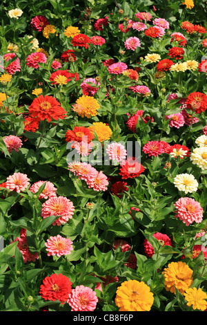 Vertical image de fleurs colorées Banque D'Images