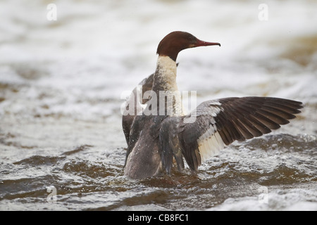 Harle bièvre Mergus merganser harle couronné, ou, femme, qui s'étend ses ailes, rivière Ettrick, Ecosse, Royaume-Uni Banque D'Images