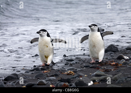 Deux Gamla (Pygoscelis antarcticus) walking on beach, Île Barrientos, Îles Shetland du Sud, l'Antarctique Banque D'Images