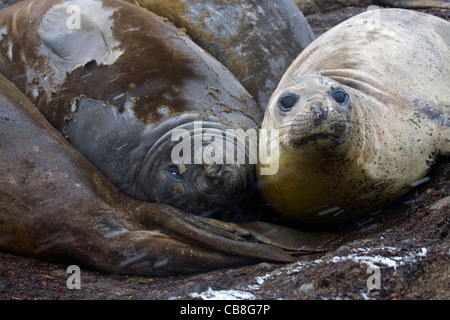 Éléphants de mer du sud (Mirounga leonina) reposant sur le rivage rocailleux sur Barrientos Island, Îles Shetland du Sud, l'Antarctique Banque D'Images