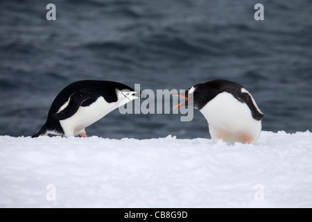 Jugulaire (Pygoscelis antarcticus) et Gentoo pingouin (Pygoscelis papua) combats dans la neige près de la mer, de l'Antarctique Banque D'Images