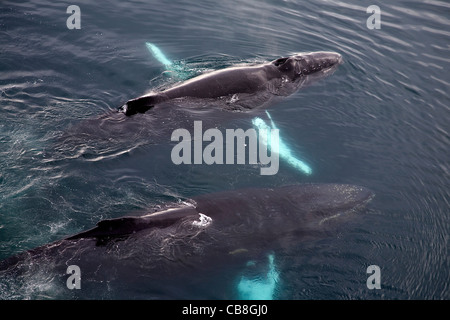 Deux baleines à bosse (Megaptera novaeangliae) à la surface de la mer de l'Antarctique, l'Antarctique à Wilhelmina Bay Banque D'Images