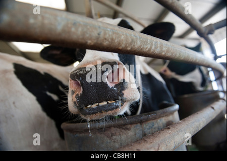 Vache journal gros plan Banque D'Images