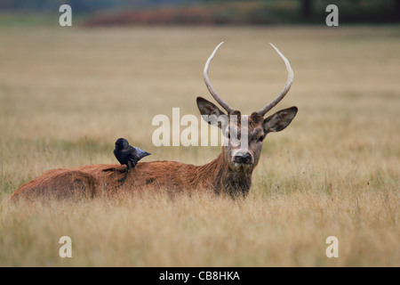 Red Deer stag laying in grass et d'oiseau sur son dos Banque D'Images