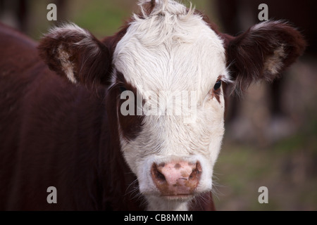 Portrait de la brown bovins. Vu dans le Wisconsin. Banque D'Images
