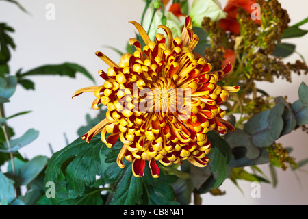 Rouge à jaune Chrysanthemum morifolium (Asteraceae) Banque D'Images