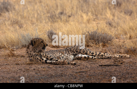 guépard au repos Banque D'Images