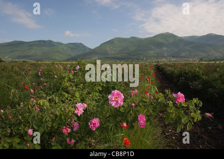 Paysage avec Rosa Damascena (Rose de Damas, Rose bulgare) près du Parc National Balkan Central et de la ville de Kazanlak, Bulgarie Banque D'Images