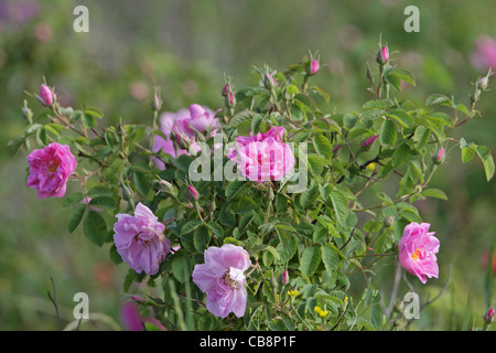 Arbuste Rose (Rosa Damascena), Kazanlak Rose (pour l'huile de rose), Bulgarie Banque D'Images