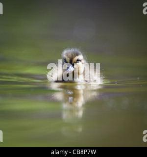 Libre d'un mignon petit caneton colvert natation dans l'eau Banque D'Images