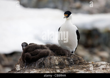 Blue-eyed Shag Antarctique impériale (Phalacrocorax atriceps / bransfieldensis) avec les poussins sur son nid en rookery, Antarctique Banque D'Images