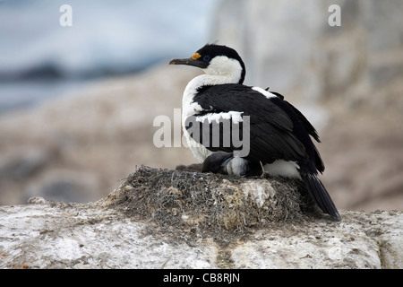 Blue-eyed shag / Imperial / Antarctique Shag (Phalacrocorax atriceps / bransfieldensis) avec les poussins sur son nid, l'Antarctique Banque D'Images