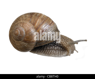 La photographie de studio d'un escargot de vigne vu de dos à dos blanc Banque D'Images