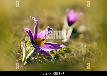 Deux fleurs Anémone pulsatille sur Barton Hills National Nature Reserve chalk grassland Bedfordshire UK typique. Banque D'Images